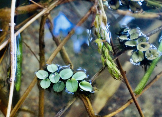 13A02336-FF4F-4B99-96E3-BE54E1C2D86C_1_201_a.jpeg 13A02336-FF4F-4B99-96E3-BE54E1C2D86C_1_201_a.jpeg