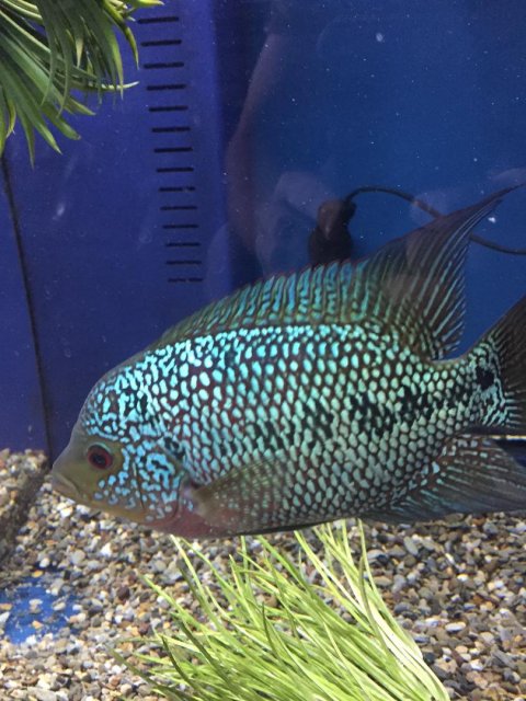 flowerhorn.jpg