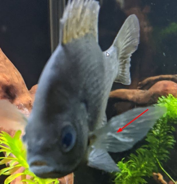 bluegill_first_arrived.jpg