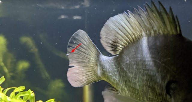 Bluegill.jpg Bluegill.jpg