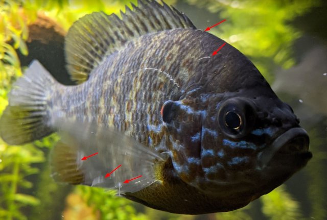 Pumpkinseed.jpg Pumpkinseed.jpg
