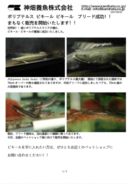 카미하타 비키르 1.PNG