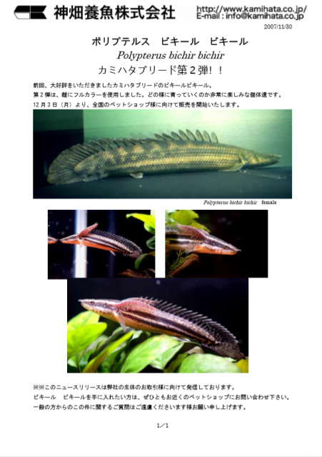 카미하타 비키르 2.PNG
