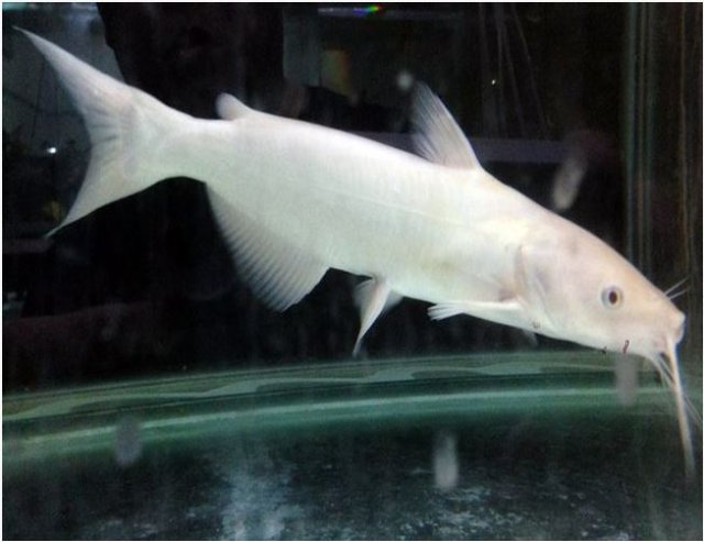 Albino-Channel-Catfish.jpg Albino-Channel-Catfish.jpg