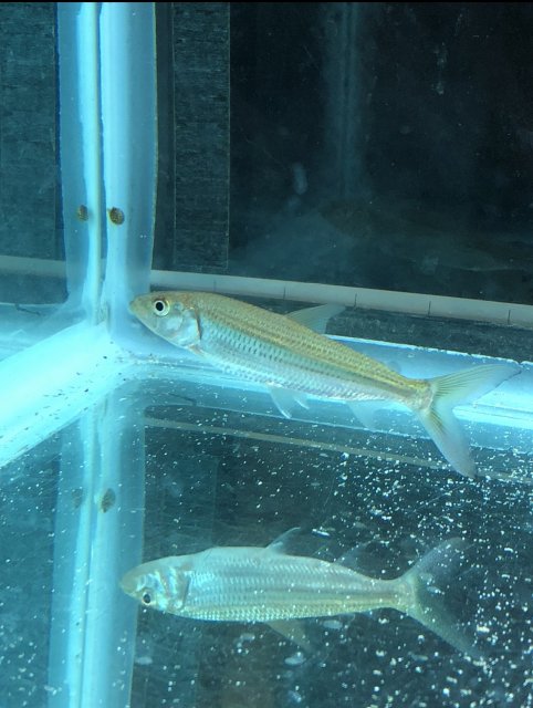 7092B39E-AE38-44B4-9960-F0F6D3317229.jpeg 7092B39E-AE38-44B4-9960-F0F6D3317229.jpeg