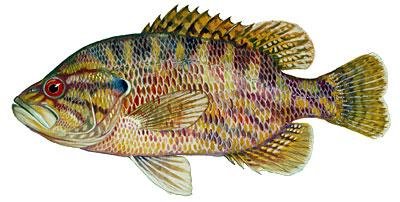 warmouth_1024x1024@2x.jpg