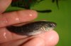 DSC00467.JPG