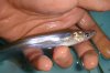 DSC00461.JPG