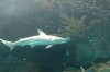 Bonnethead 1.JPG