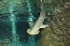 Bonnethead 3.JPG