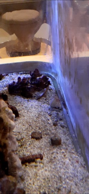 Screenshot_20211005-131810_Gallery.jpg Screenshot_20211005-131810_Gallery.jpg