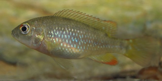 Lufubuchromis_relictus_010_102021.jpg