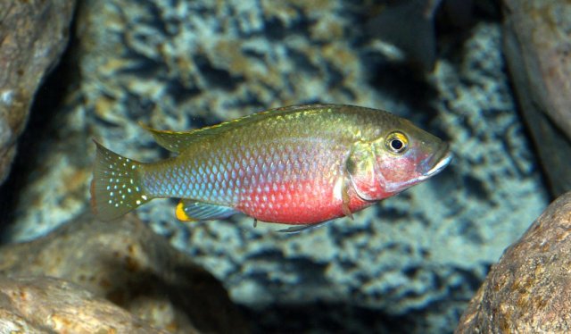 Lufubuchromis_relictus_012_102021.jpg