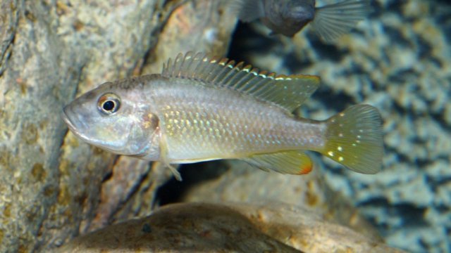Lufubuchromis_relictus_014_102021.jpg