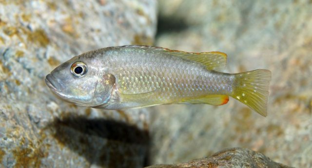 Lufubuchromis_relictus_015_102021.jpg
