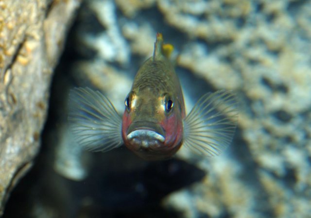 Lufubuchromis_relictus_016_102021.jpg