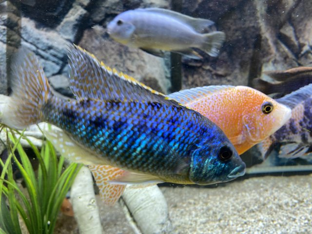 FB3798EB-D211-46DA-9CA5-27DF2FCBE204.jpeg FB3798EB-D211-46DA-9CA5-27DF2FCBE204.jpeg