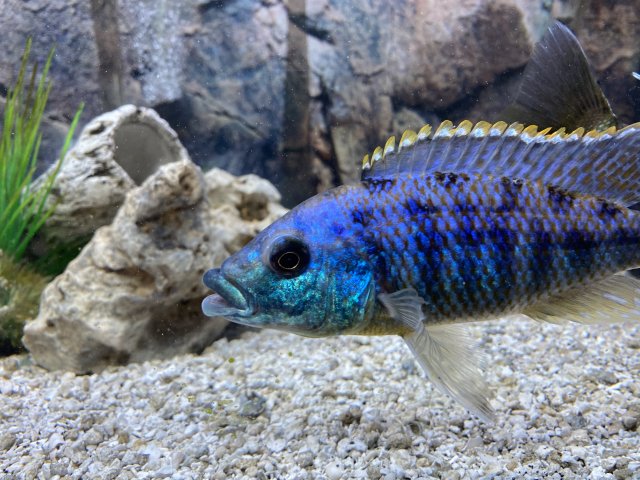 F3017A33-CE23-4E91-B3A4-7D4B219C407E.jpeg F3017A33-CE23-4E91-B3A4-7D4B219C407E.jpeg