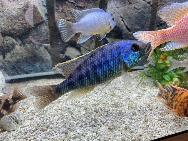 294D0137-9C3F-4FF9-AF7D-1AE6B8CBB292.jpeg 294D0137-9C3F-4FF9-AF7D-1AE6B8CBB292.jpeg