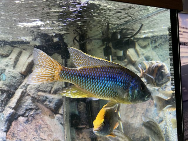 5244F1B4-B3FB-44B8-ABED-14D847352A2D.jpeg 5244F1B4-B3FB-44B8-ABED-14D847352A2D.jpeg