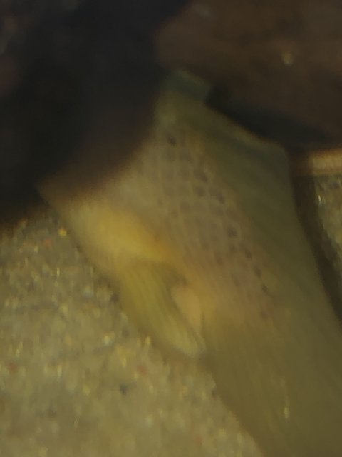 E0CDC02F-2A8C-4DE3-9A62-E0178C86B629.jpeg