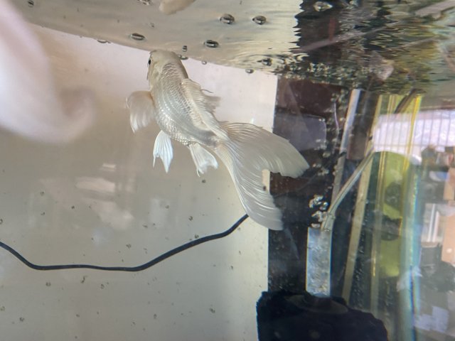 BD89422B-F6F2-4218-BC58-DFF0D8159AF7.jpeg