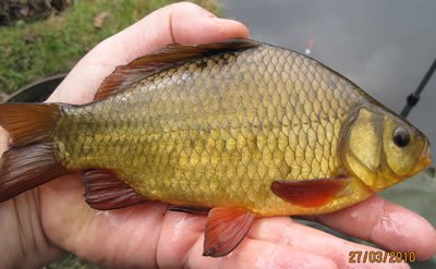 stockbridge_pond_34_scale_lateral_line_crucian_carp_400.jpg