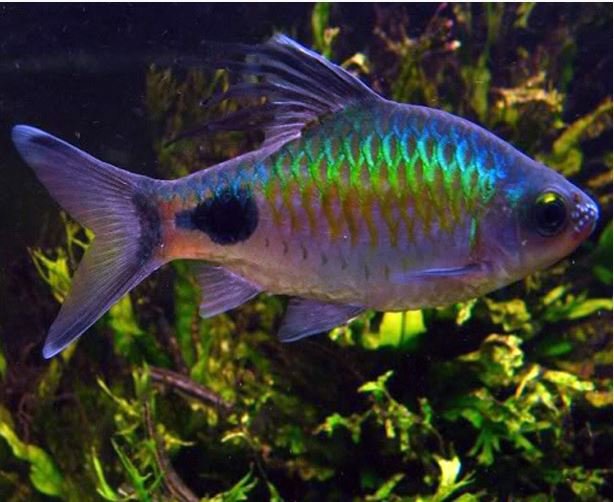Filament-Barb-Tropical-Fish.jpg