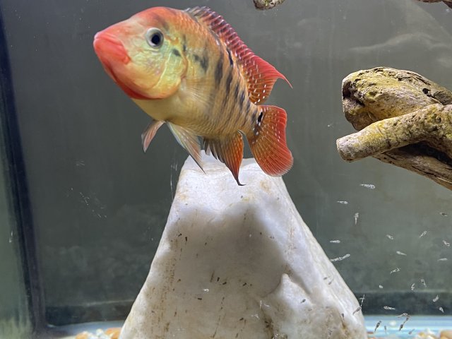 572E73C1-0C40-4807-B7AD-3526068DEEEB.jpeg