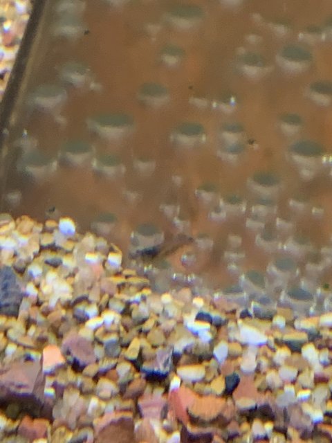 3B80116A-C5CF-4642-A126-308C82CE7AB3.jpeg 3B80116A-C5CF-4642-A126-308C82CE7AB3.jpeg