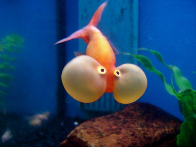 Extra_flotation_devices.jpg