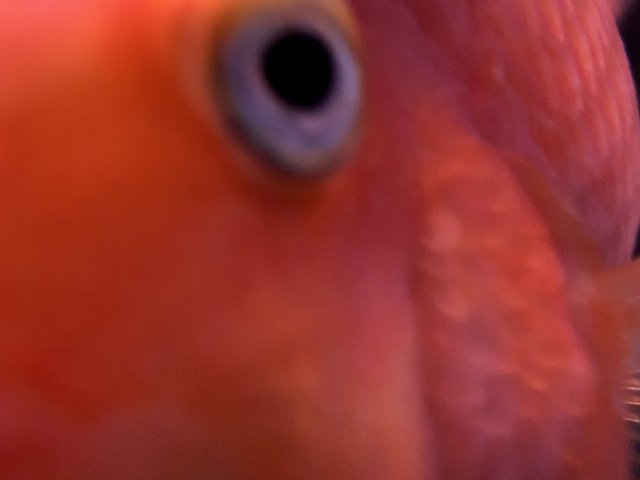 51B6E217-28FF-4BD1-8976-BEB5BAB911C9.jpeg