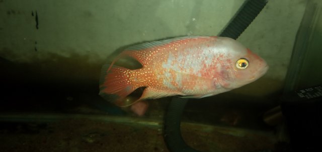 20211022_235230.jpg 20211022_235230.jpg