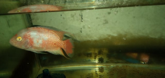 20211022_180218.jpg 20211022_180218.jpg