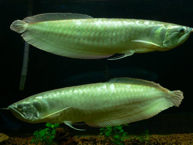 P1070174.JPG