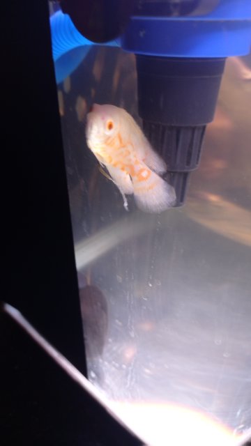 Albino Oscar fish long white/brown poop