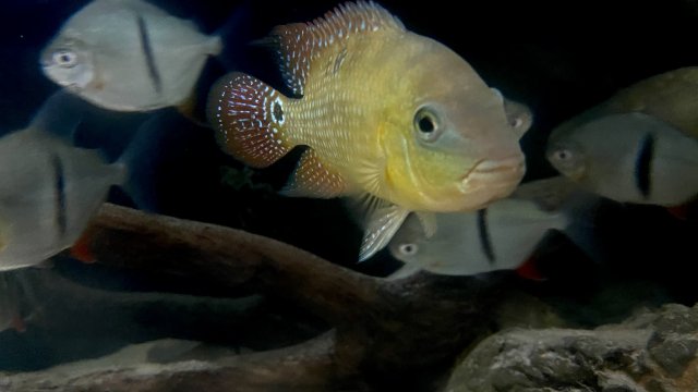 4CEE1DD3-A55E-4FAA-B12F-5E0EC91540F2.jpeg