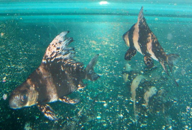 Loach hi fin 1.JPG