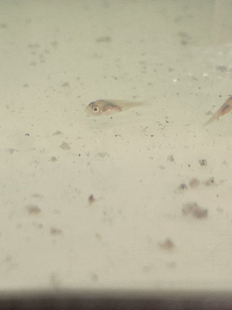 EAA204C9-0A83-44A8-B9FA-D8CF573189DF.jpeg