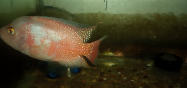 20211112_233326.jpg 20211112_233326.jpg