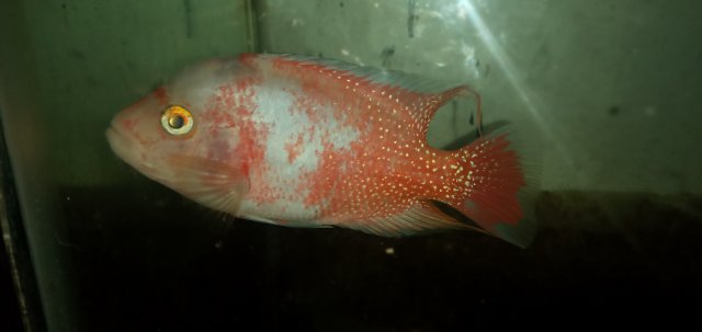 20211115_234933.jpg 20211115_234933.jpg