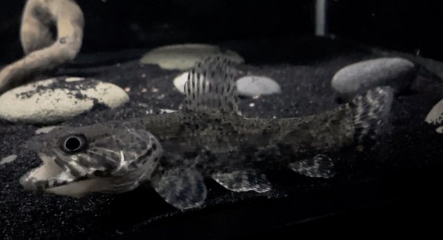 DBA1EBD2-D3C4-4070-B5E3-3D494E073500.jpeg DBA1EBD2-D3C4-4070-B5E3-3D494E073500.jpeg