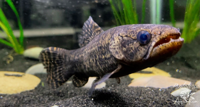 672FBB5E-1BBB-4BA8-BF23-00BD46052F54.png 672FBB5E-1BBB-4BA8-BF23-00BD46052F54.png