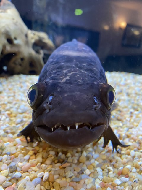 E9D77C6B-F669-4881-8BAD-8F1F19FFC726.jpeg E9D77C6B-F669-4881-8BAD-8F1F19FFC726.jpeg