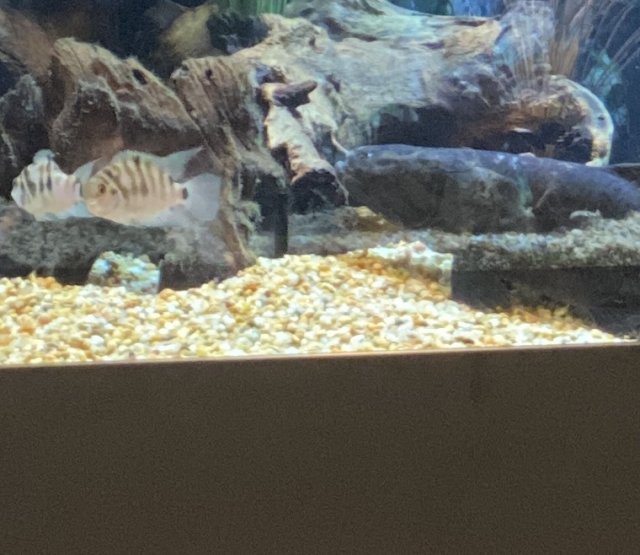 60549BBB-E265-4423-A0BE-5A4532BAD159.jpeg 60549BBB-E265-4423-A0BE-5A4532BAD159.jpeg