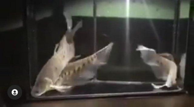 longfinclown.jpg