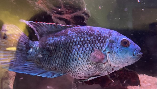 IMG_7298.JPEG IMG_7298.JPEG