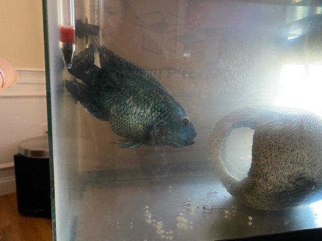 IMG_7363.JPEG IMG_7363.JPEG