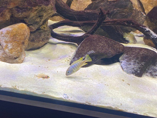 fish 12.jpg