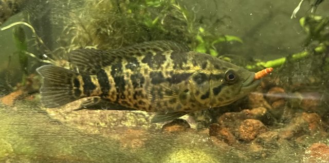 DAEE0477-48C9-4663-B70F-AD8AD5A91971.jpeg DAEE0477-48C9-4663-B70F-AD8AD5A91971.jpeg